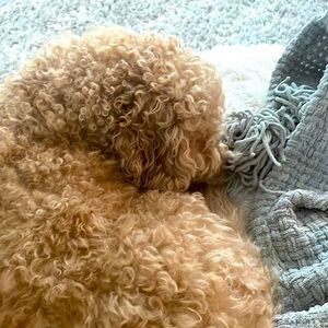 My mommy’s dog